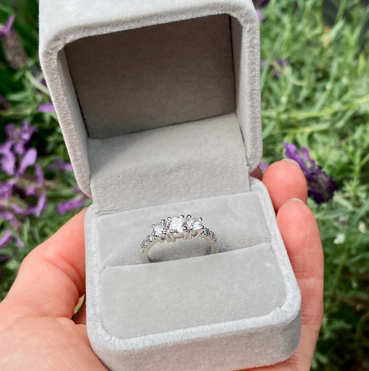 ANILLO ALHENA M