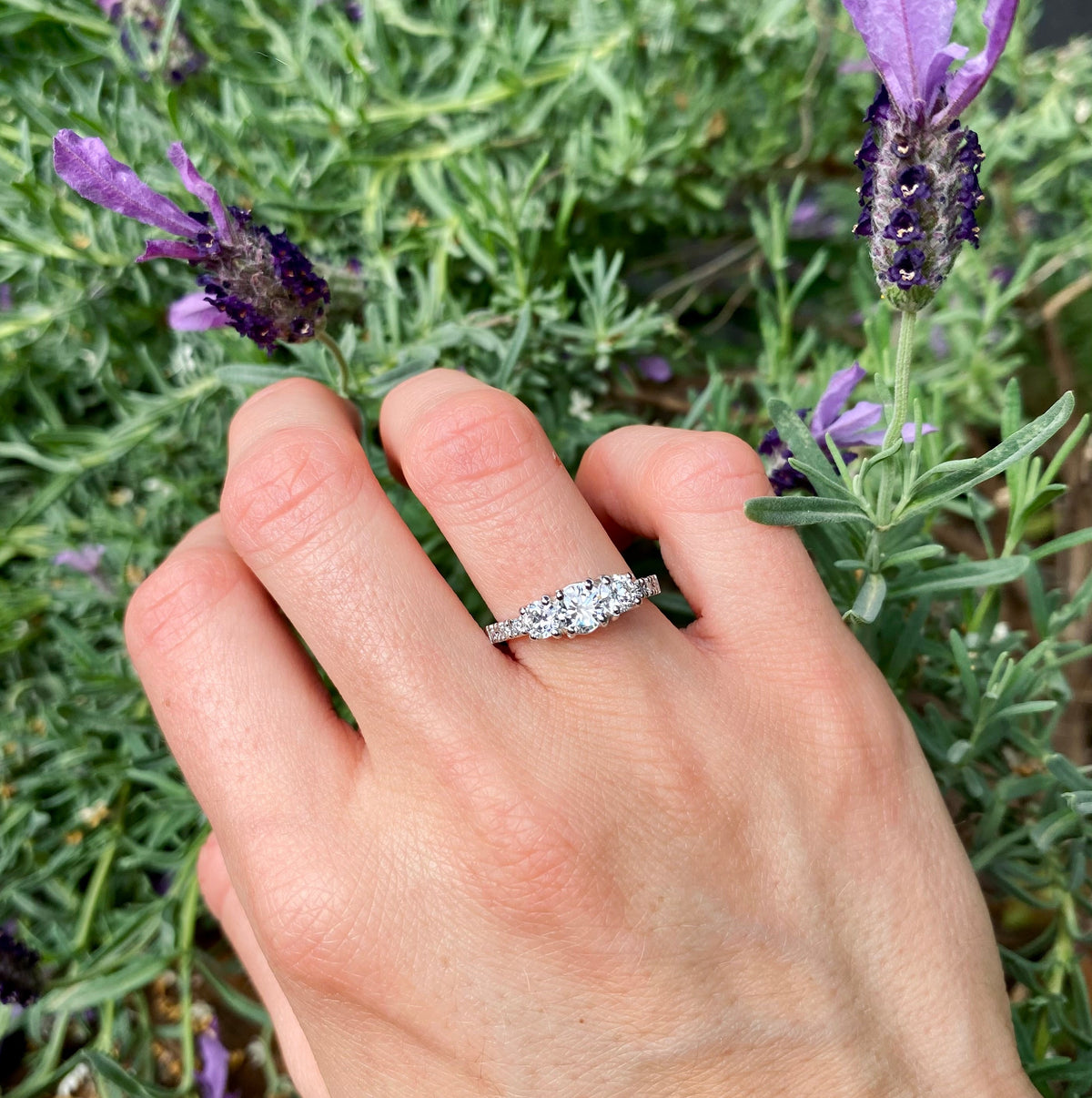 ANILLO ALHENA M